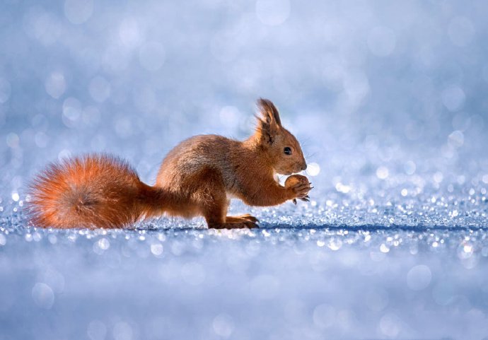 小红松像雪地里的小精灵