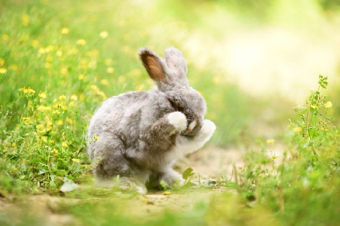 兔兔好可爱，眼睛像宝石