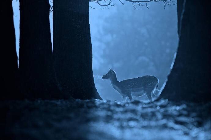 孤寂的暗夜唯美的麋鹿图片