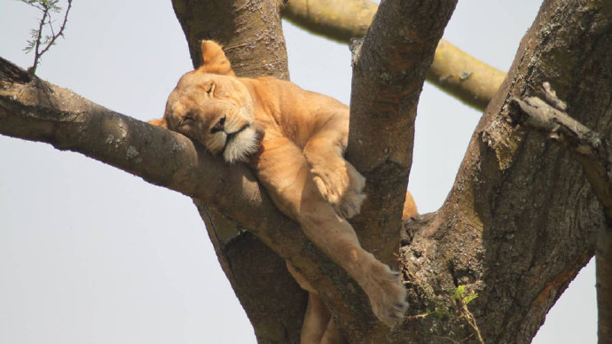 一组狮子销魂的睡姿图片