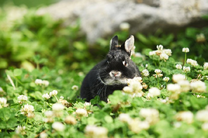 这个兔兔给自己的鼻子打了一圈高光