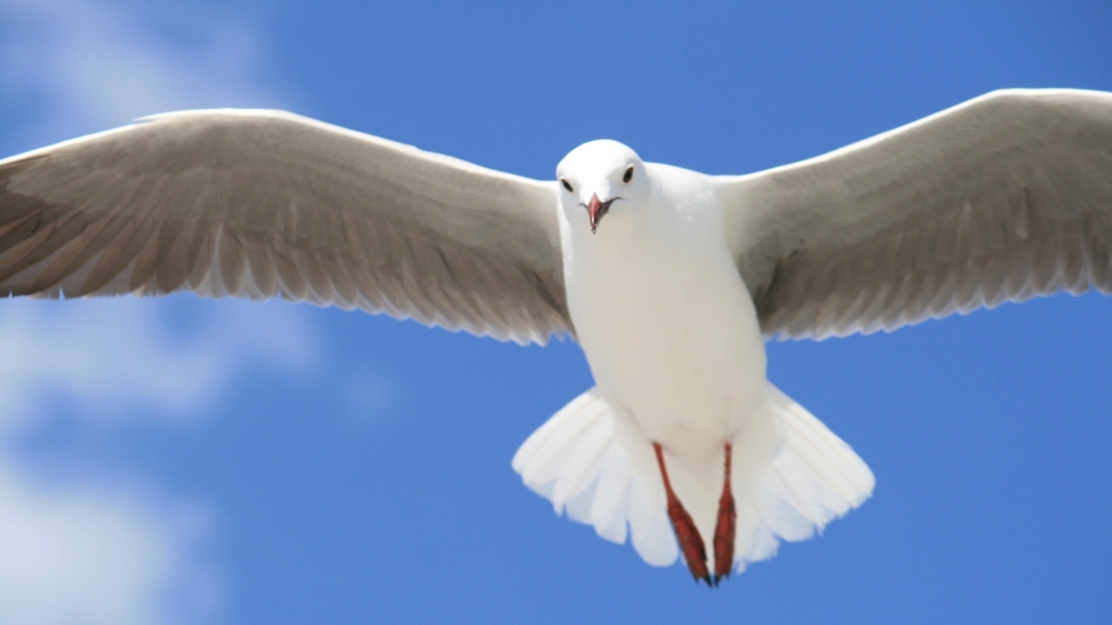 一组天空中飞翔的海鸥图片欣赏