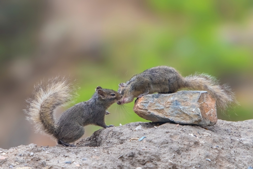 一组两只小松鼠亲吻图片欣赏