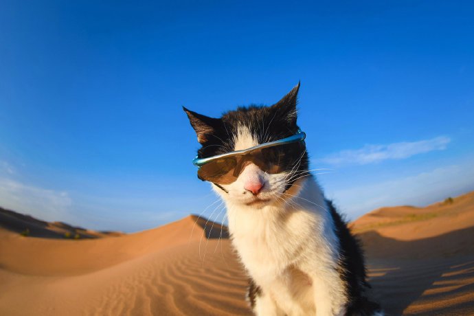 一只走进库布齐沙漠的家养猫