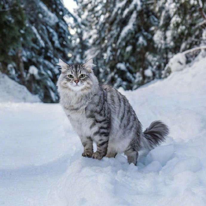 在温哥华林间雪地上漫步的西伯利亚森林猫
