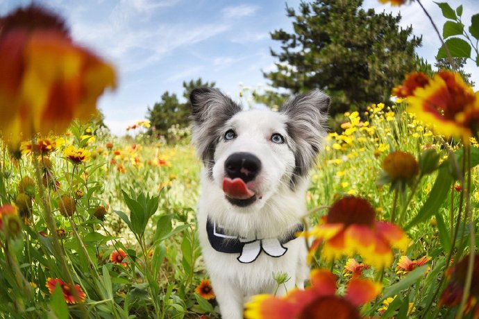 顽皮可爱花丛中的狗狗