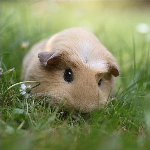 青青草地里的豚鼠图片欣赏