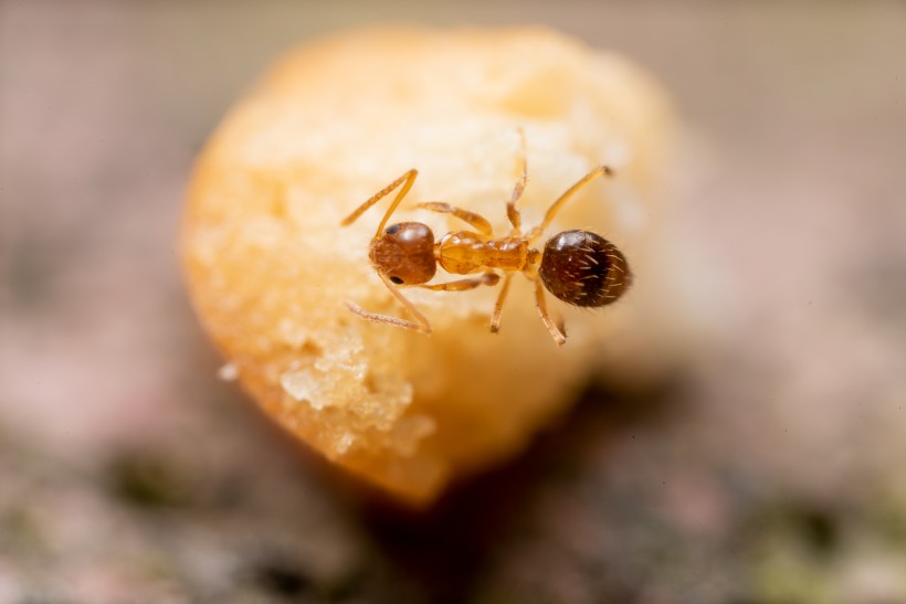 辛勤工作的蚂蚁图片欣赏
