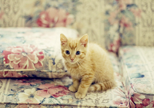 可爱迷人的小猫图片