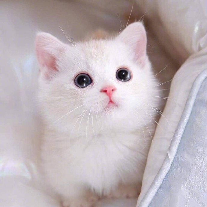 一组超可爱的绝世美颜猫猫图片