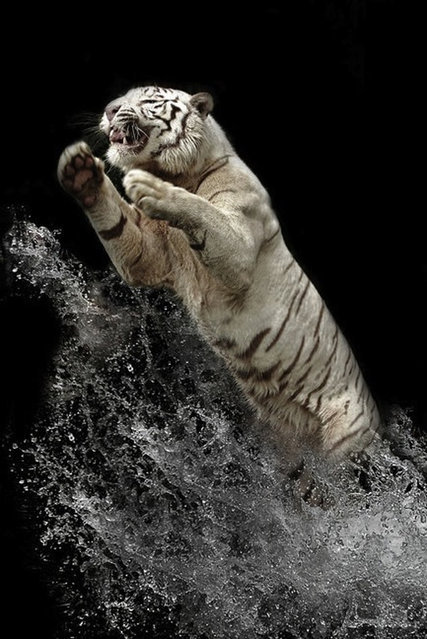 在水里嬉戏的老虎图片欣赏