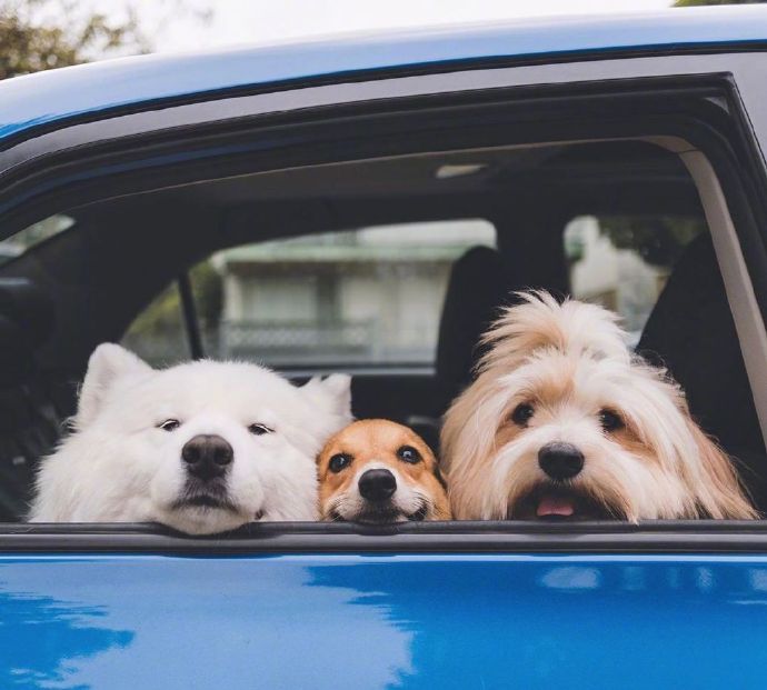 三只超可爱的狗狗合照图片欣赏