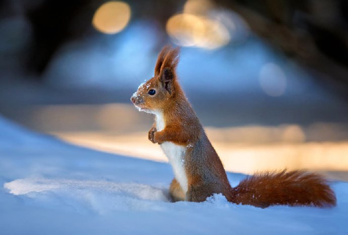 小红松像雪地里的小精灵
