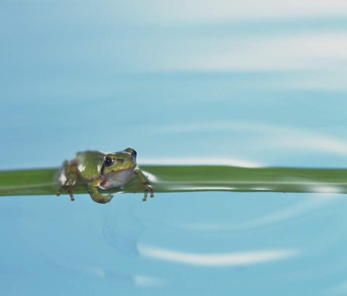 可爱小青蛙图片