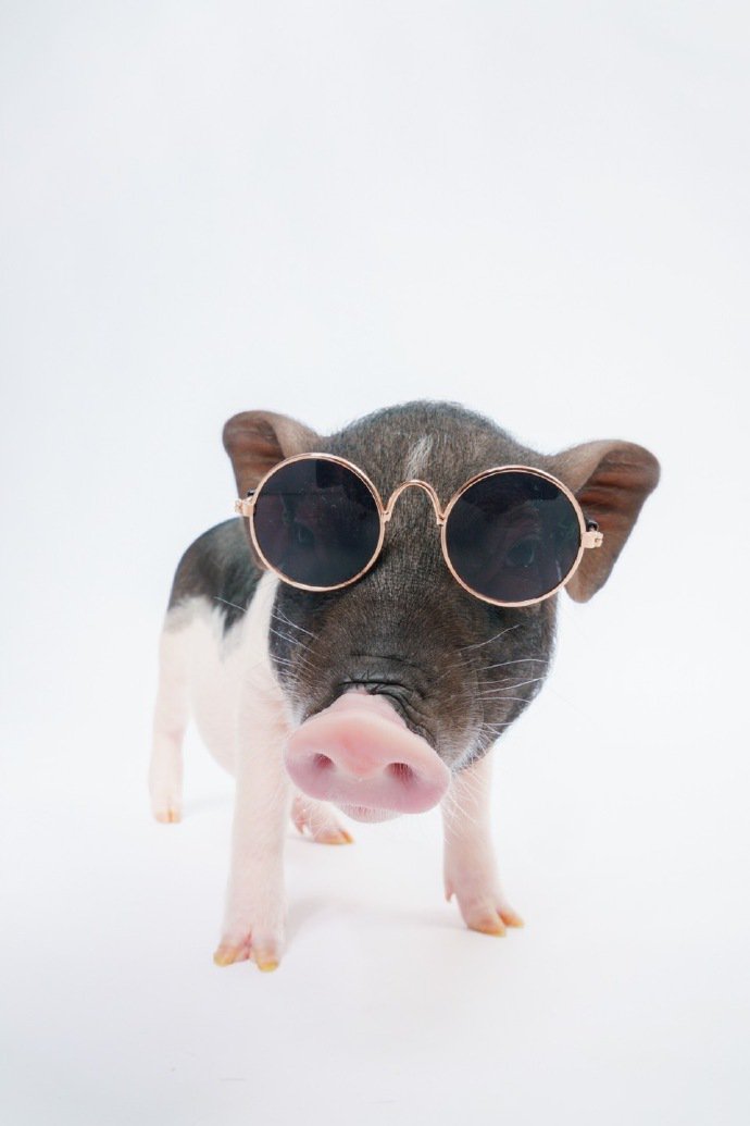 一组黑白色可爱的小猪猪图片