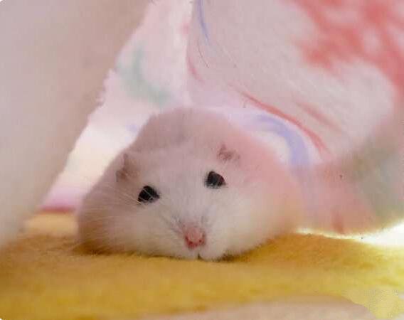 一组白色可爱的小仓鼠图片