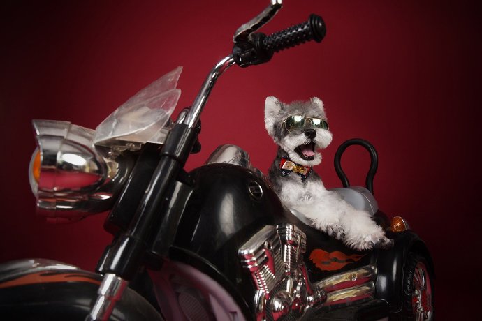 在摩托车上酷酷的雪纳瑞图片