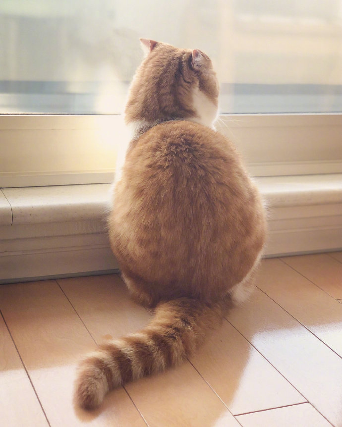 一组超级可爱长的胖胖的小橘猫图片