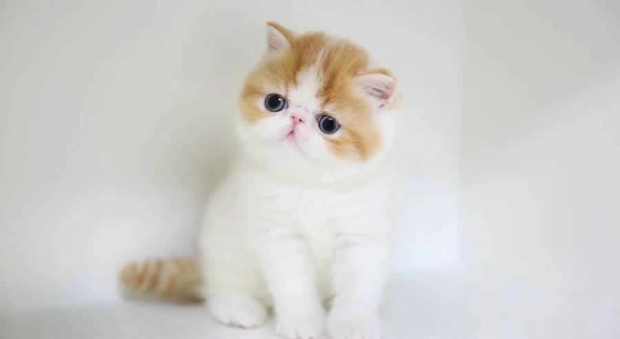 小小的加菲猫图片