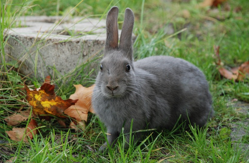 可爱呆萌的兔子图片