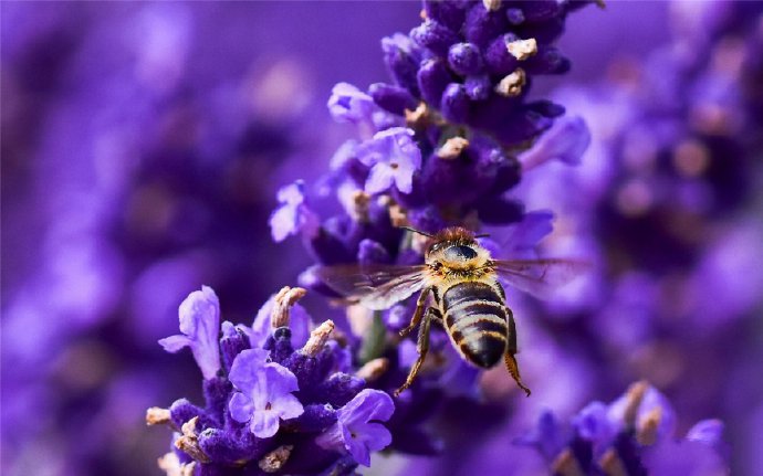 近距离观察采蜜的蜜蜂