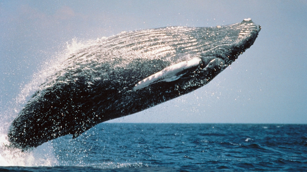 一组大型哺乳类动物鲸鱼高清图片