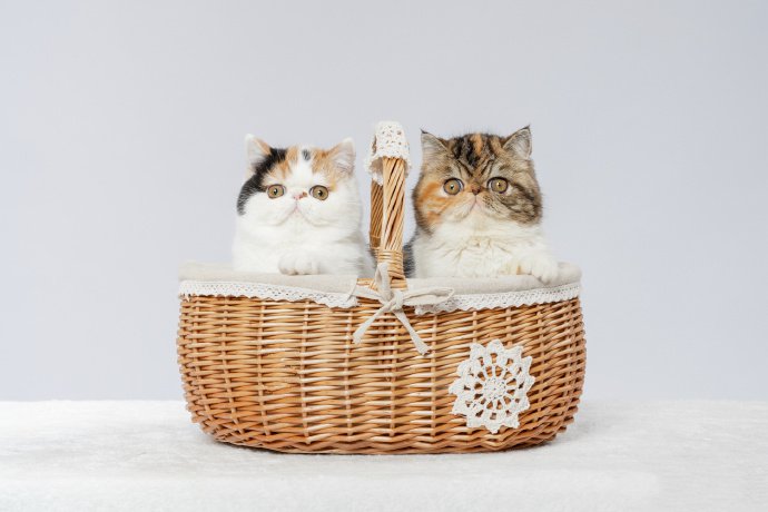 一篮子的加菲小猫图片