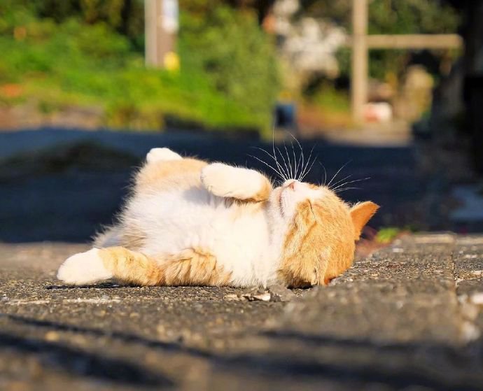 一组晒太阳的猫猫图片