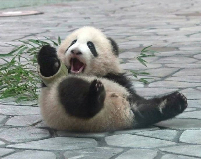 一组可爱呆萌的大熊猫图片