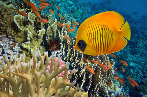 五彩斑斓的热带鱼图片
