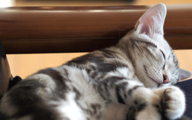 可爱睡觉的猫咪图片