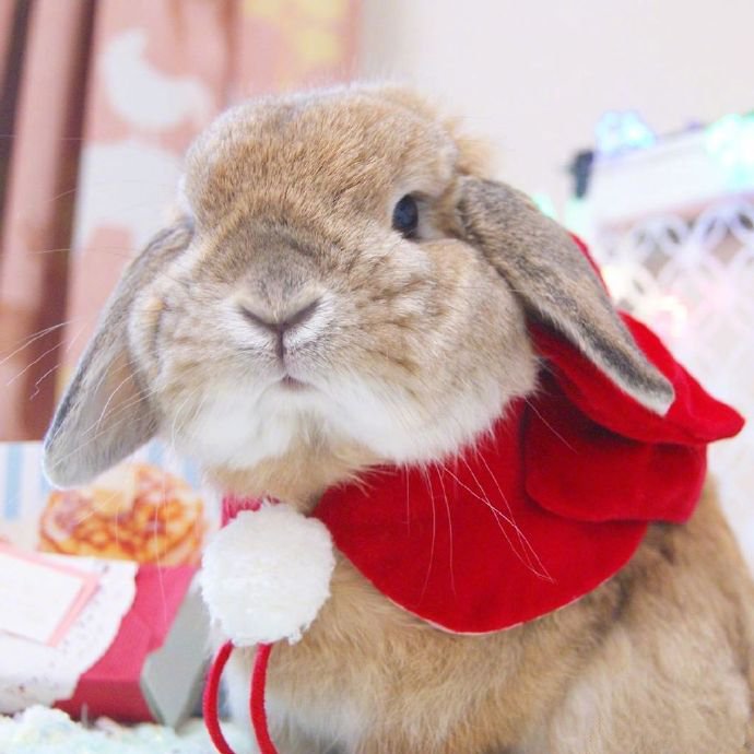 可爱的小兔叽taffy，羡慕它有那么多可爱的小衣服~