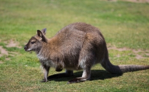 澳大利亚动物袋鼠图片