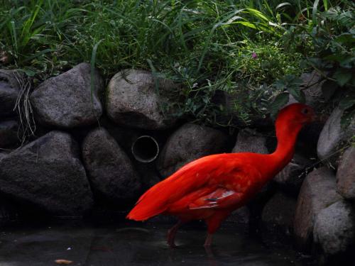 美丽的红鹮鸟图片
