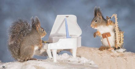 萌萌的红松鼠“音乐家”