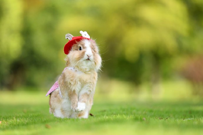 一组可爱的小兔兔图片欣赏