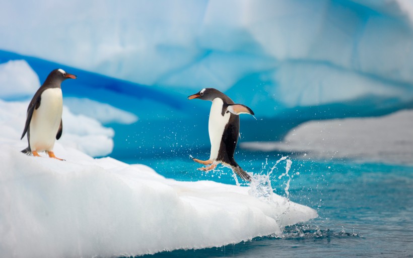 南极企鹅风光图片