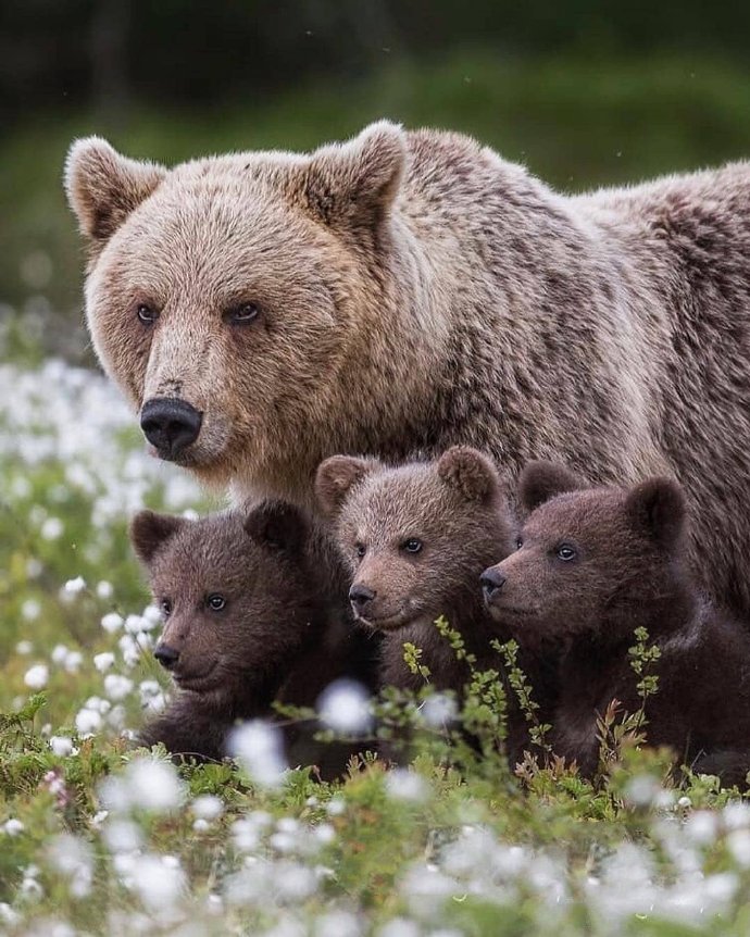 熊妈妈和熊孩子温馨图片欣赏