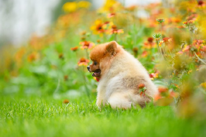 一组橘色超可爱的博美狗狗