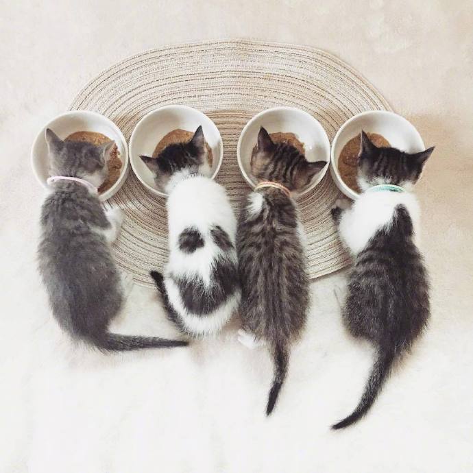 四只超萌的小奶猫图片