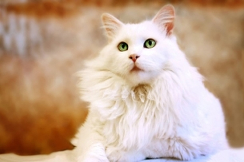 美丽的波米拉猫图片