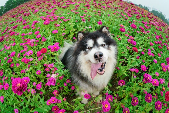 花丛中超可爱的阿拉斯加狗狗