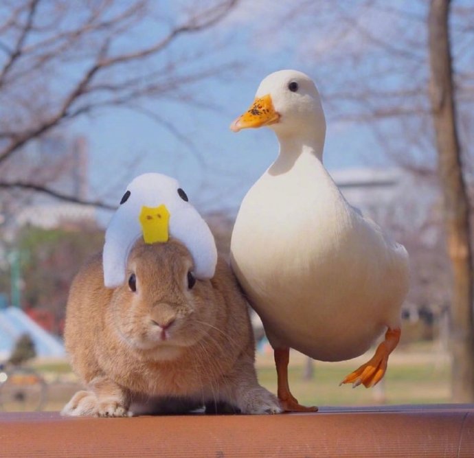一组小兔子和小鸭子出行记
