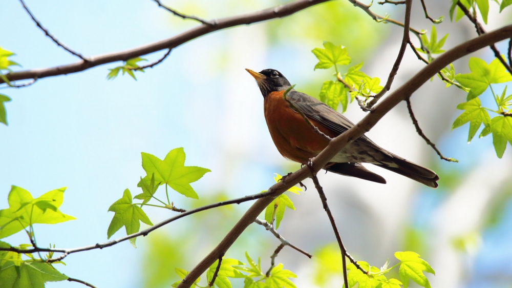黑喉红尾鸲鸟类图片