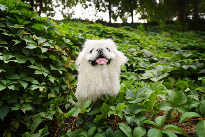 一只超级可爱的白色小狗狗图片