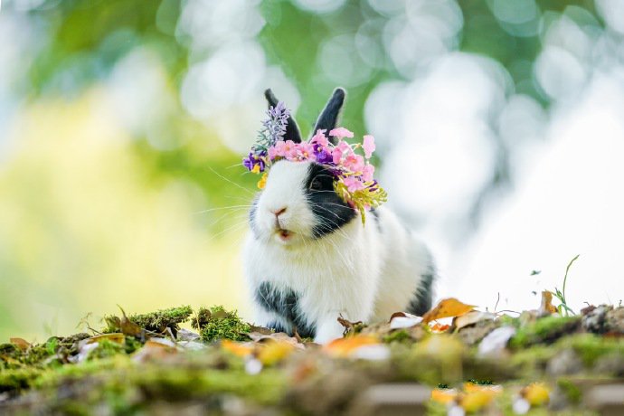 带花环超可爱的黑白色小兔兔