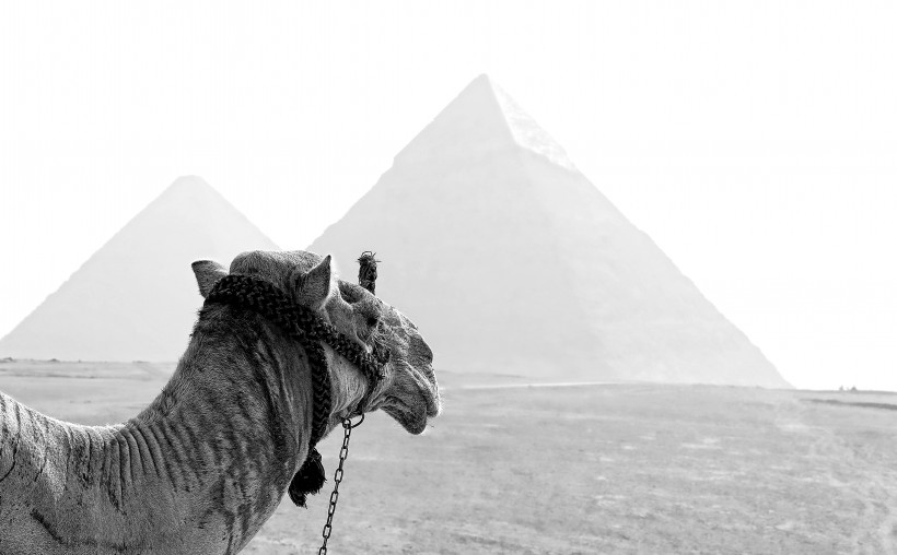 驮着人的骆驼图片