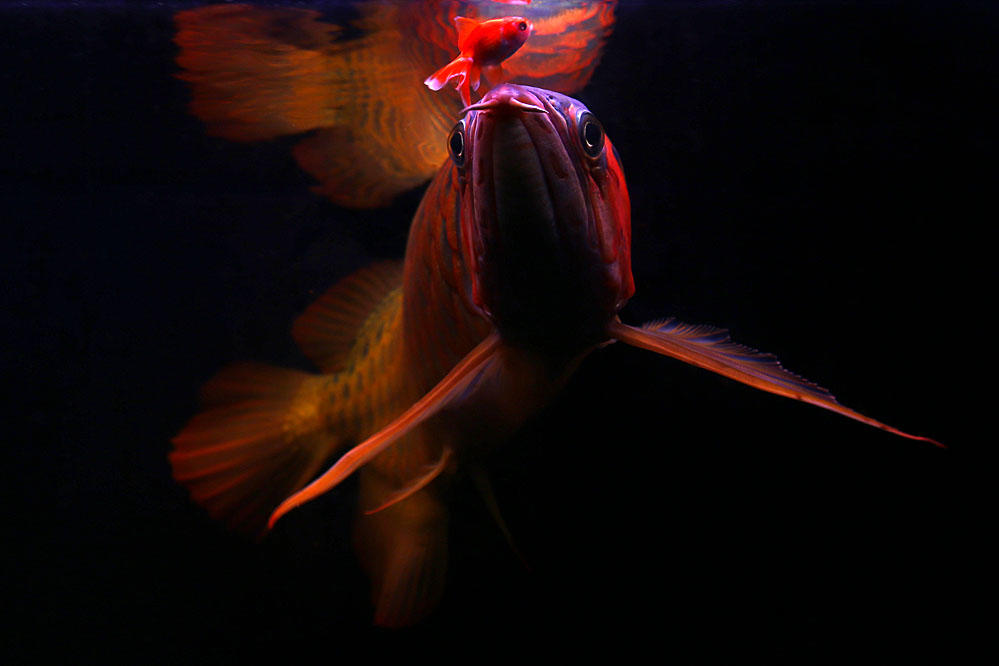 威武霸气的红龙鱼图片