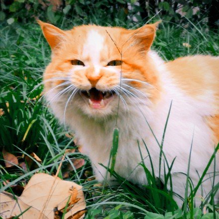 草地里玩耍的橘猫图片