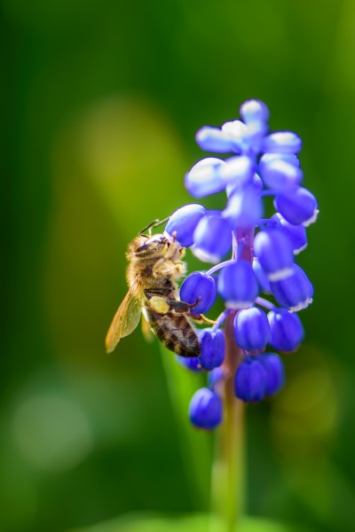 停在花上采蜜的蜜蜂图片